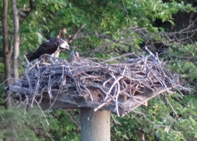 Mom caught her own meal but this was delivered by Dad