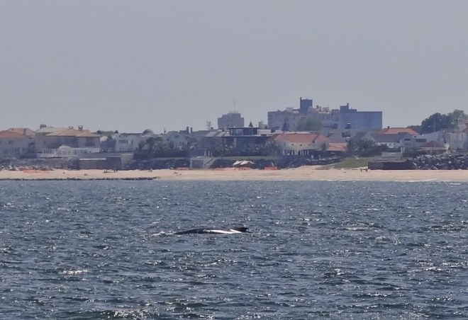 Humpback whale feeds close to shore