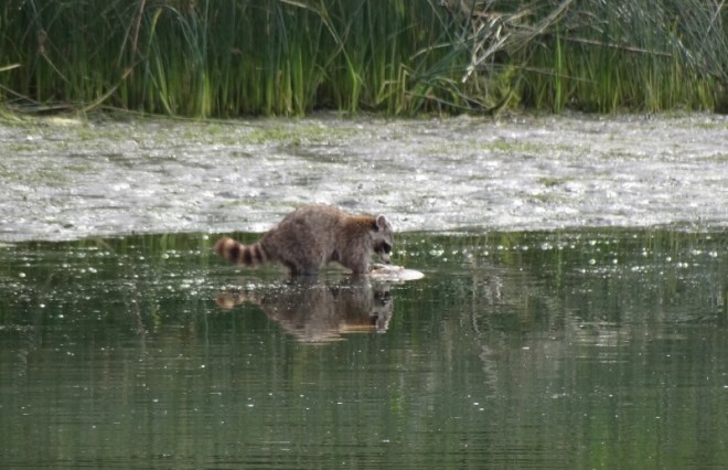 Morning breakfast hunt at very low tide