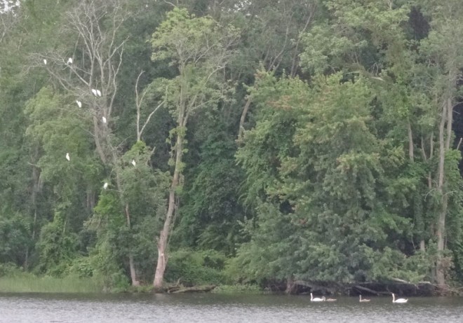 The egrets and swans sense bad weather coming. and they were right