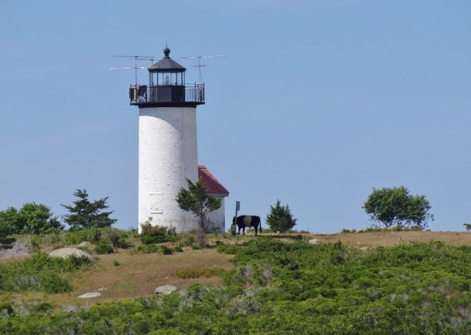 Tarpaulin Cove - Elizabeth Island chain and yes, that's a cow