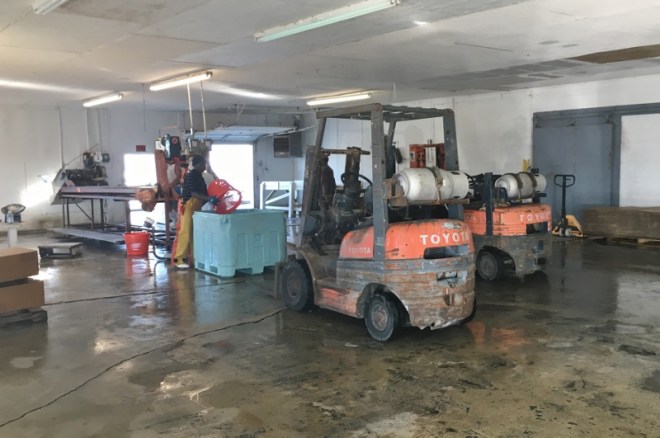 Fresh shrimp coming in!