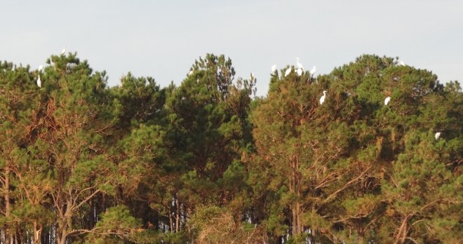 ICW stretch thorugh Cape Romain Refuge
