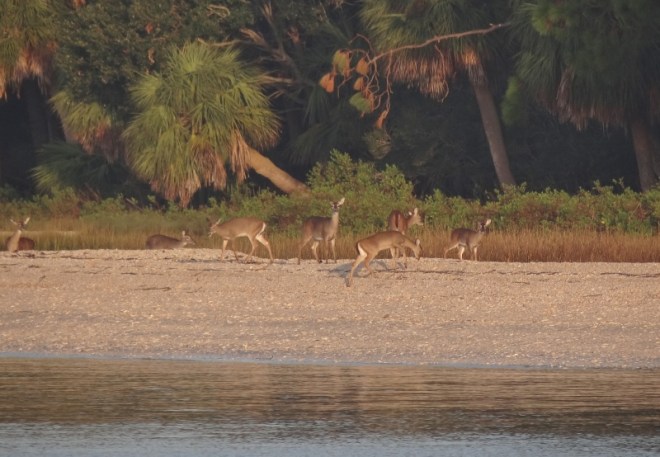 oh Deer! but no monkeys