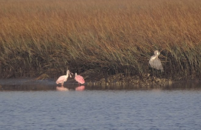 Heron doesnt mean to ntrude on courting Roseate Spoonbills