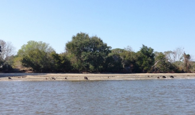 Pigs on the Stono River as we head down to the BIG beach