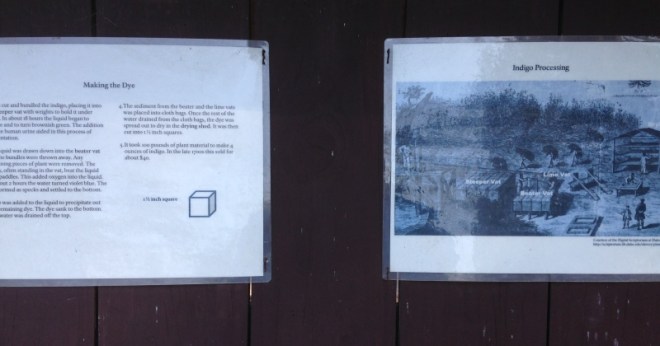 Use all the plant to make indogo dye