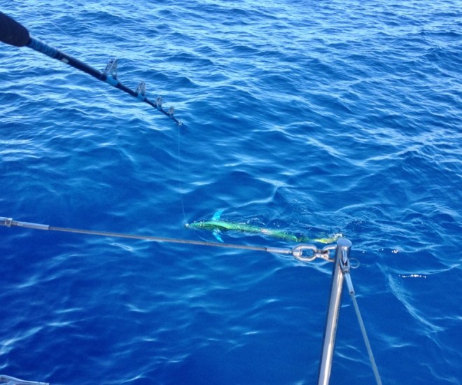 Early Mahi gets hooked, but she jumps off gaff & hook when we pour in booze
