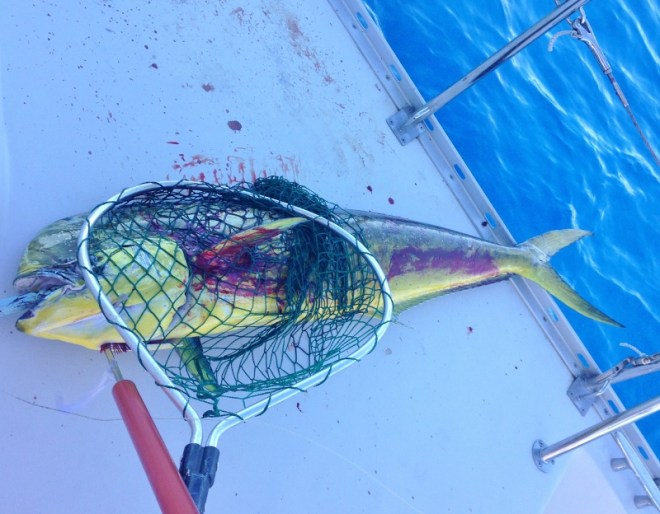 thank you for the excitement and dinners