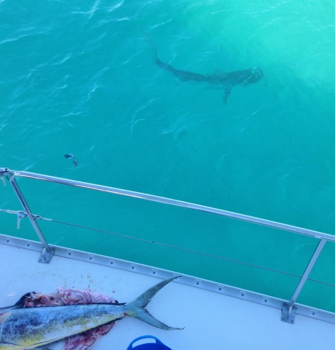 A Lemon Shark checks out the catch but we don't see him eat the scraps