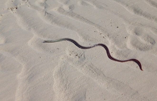 Our first sand worm sighting- he was flopping about and never able to get into the sand